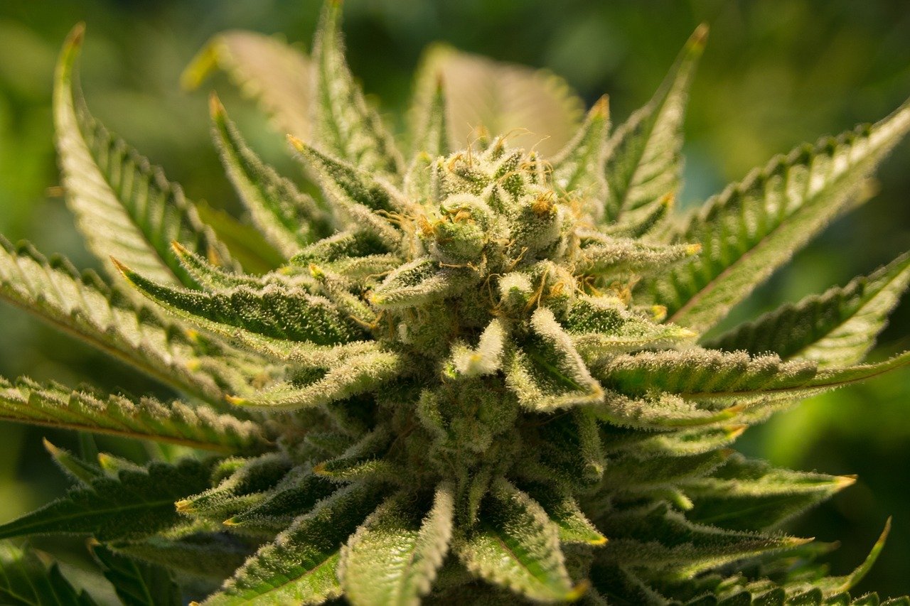 britscotti strain
