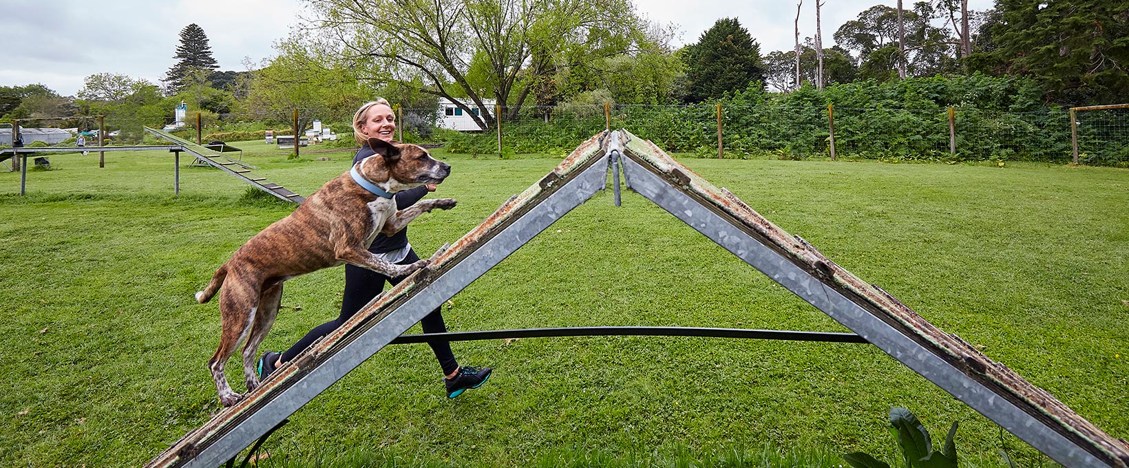 Obedience Training for Real-World Manners & Focus