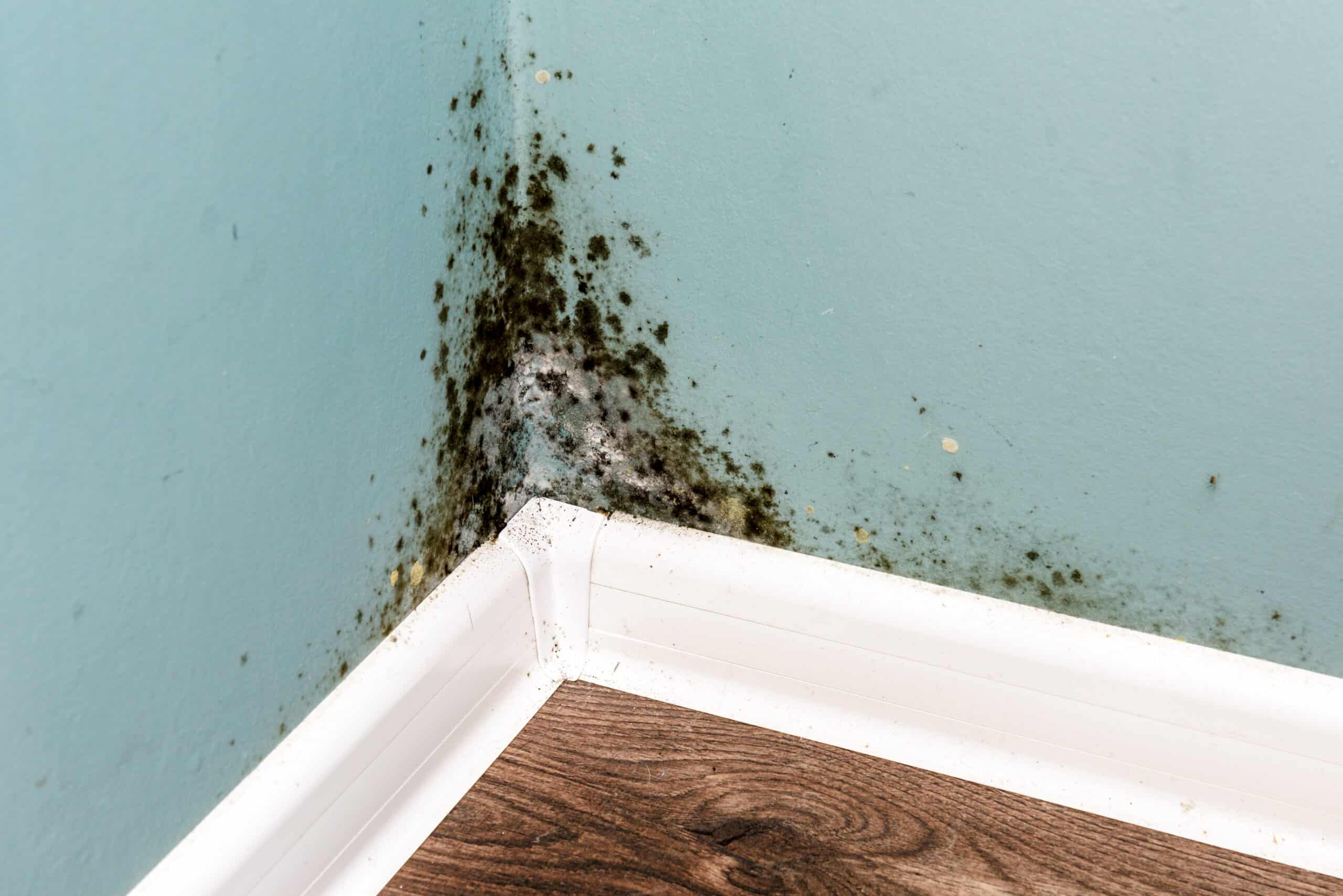 Discover 5 Mold Removal Dubai Methods That Work