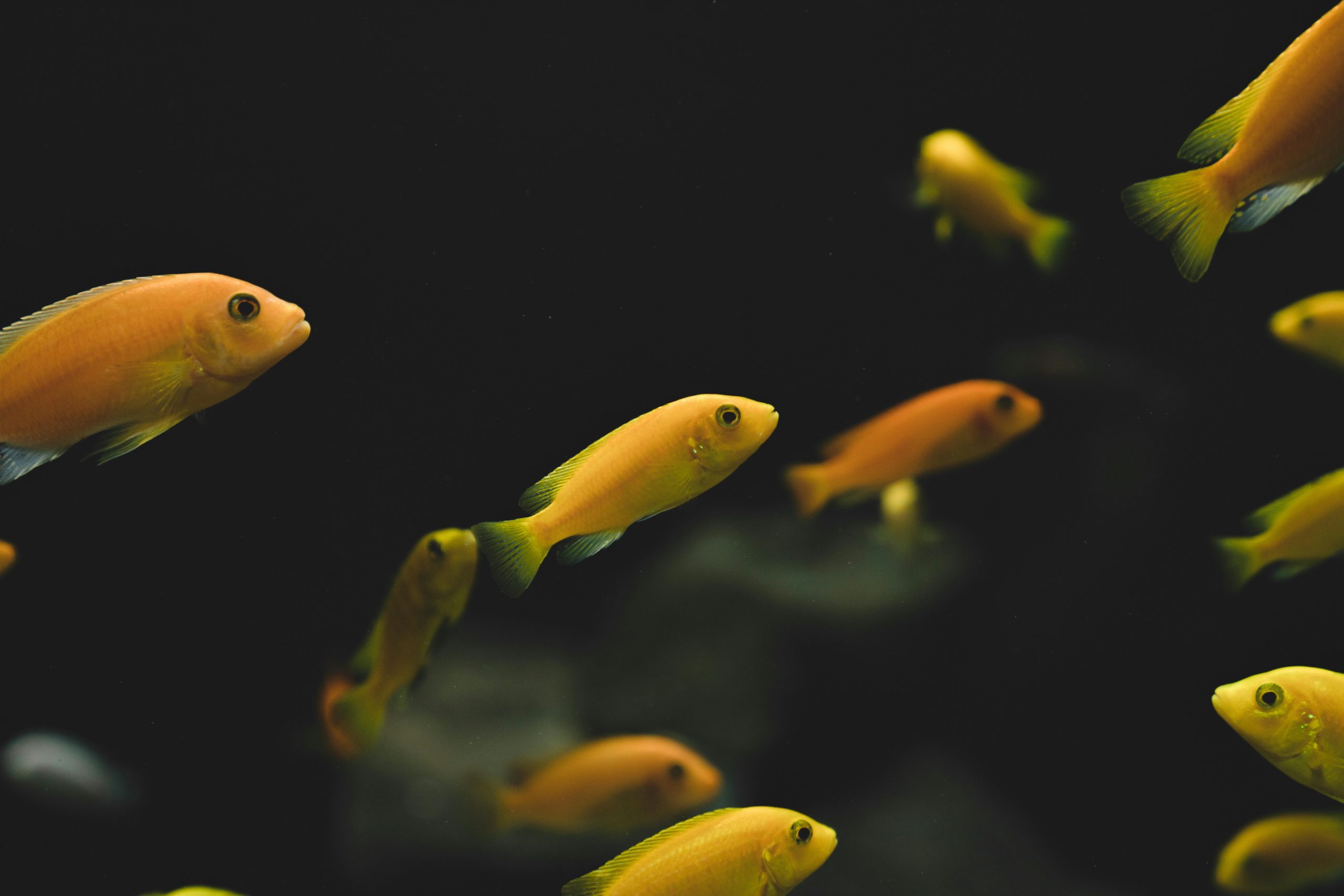 Shop Freshwater Fish Online – UK Delivery Available