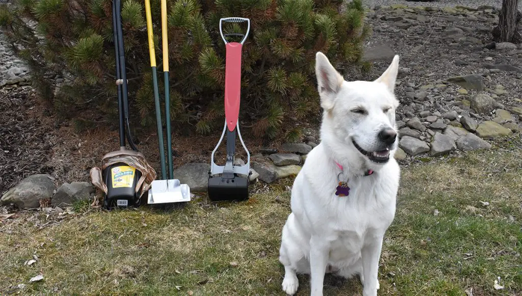 Say Goodbye to Mess with the Best Dog Pooper Scooper