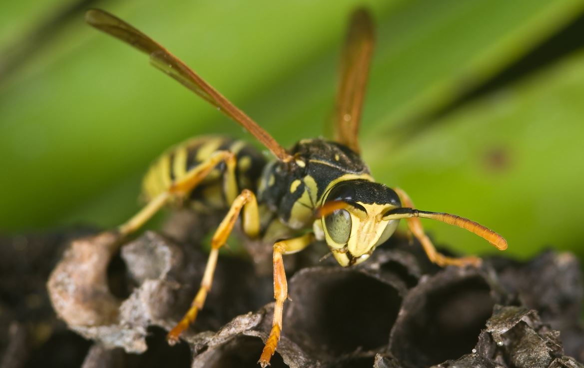 5 Fast Solutions for Wasp Nest Removal Watford