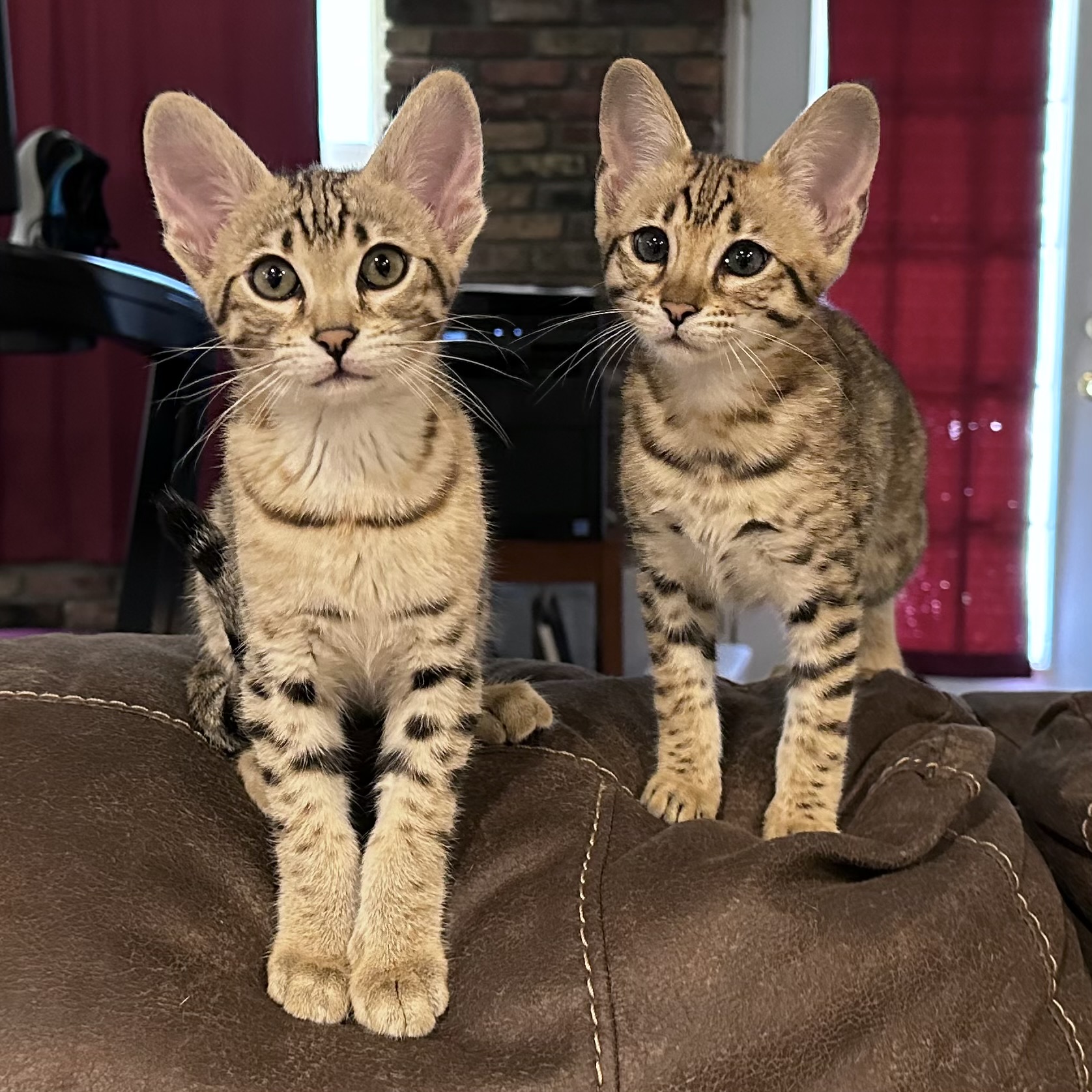 Discover 3 Rare and Best Savannah Cat for Sale Sacramento