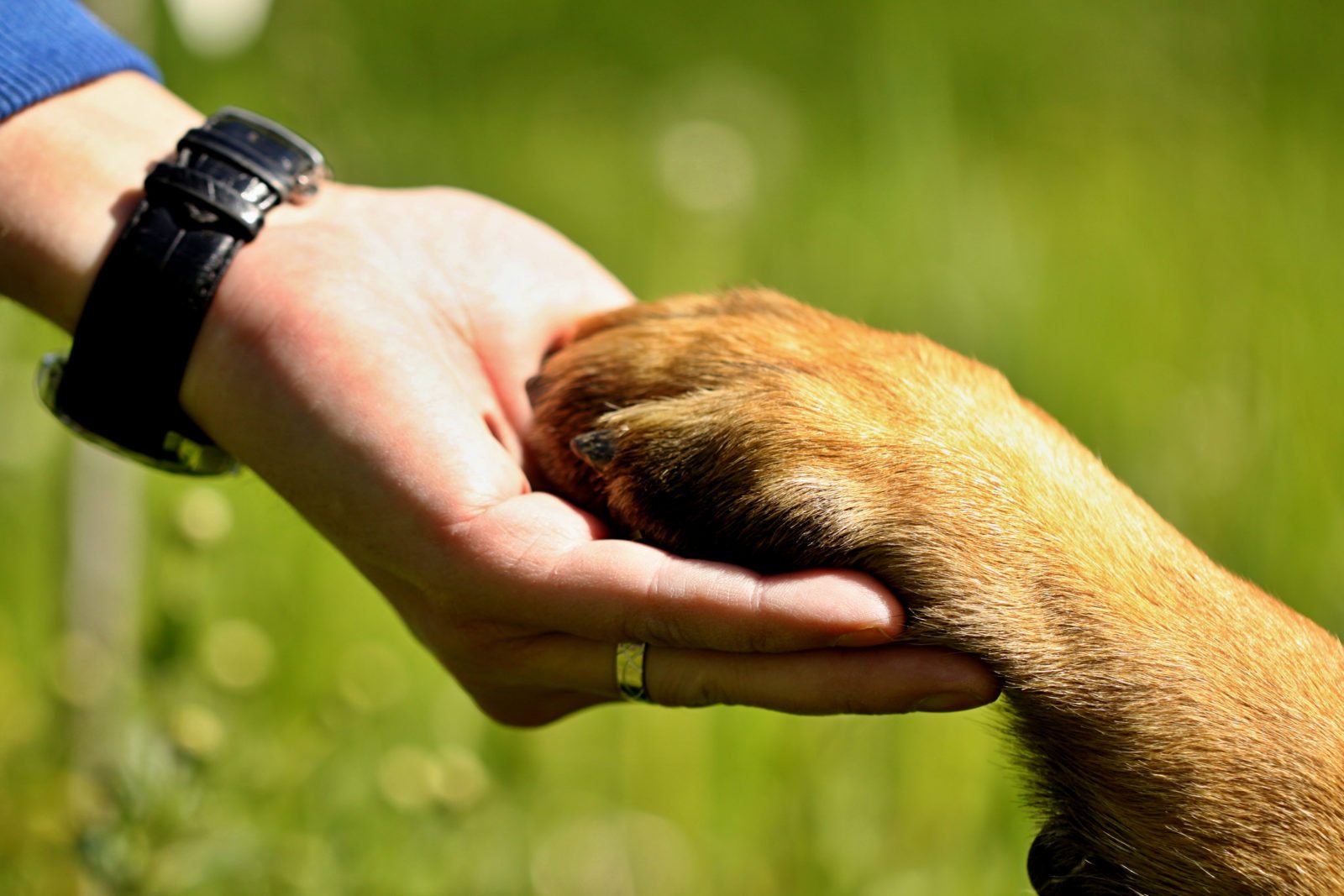 Dog Training Irvine: Build Trust With Your Dog Today