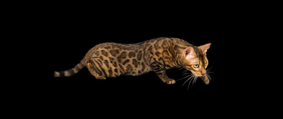 Trusted Bengal Cat Breeders for Family Companions