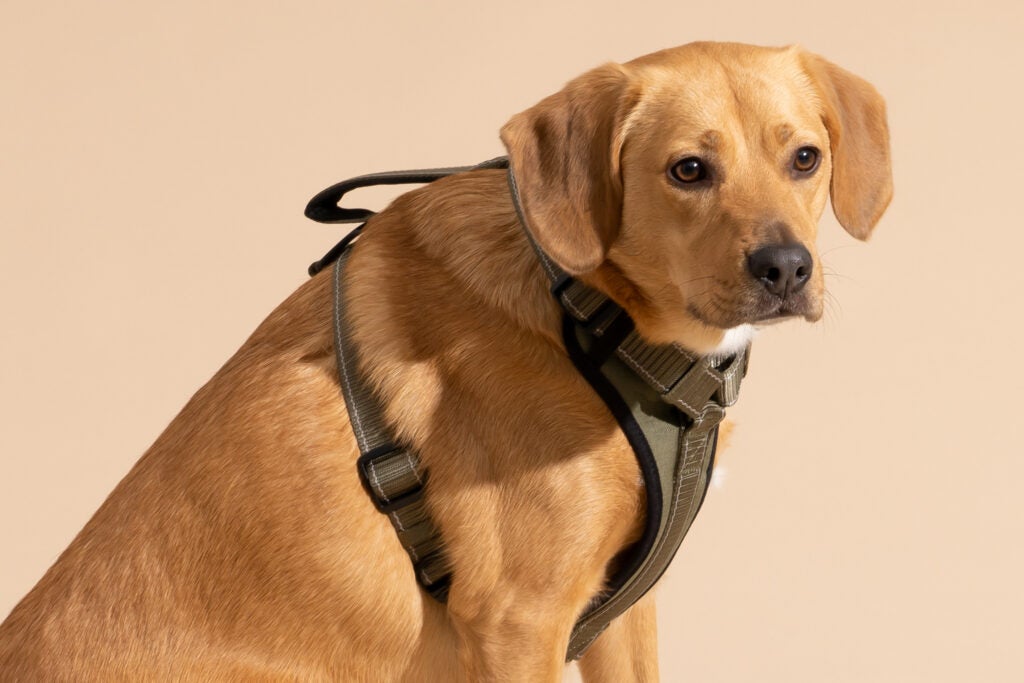 Waterproof Dog Harness for Beach & Trail Walks