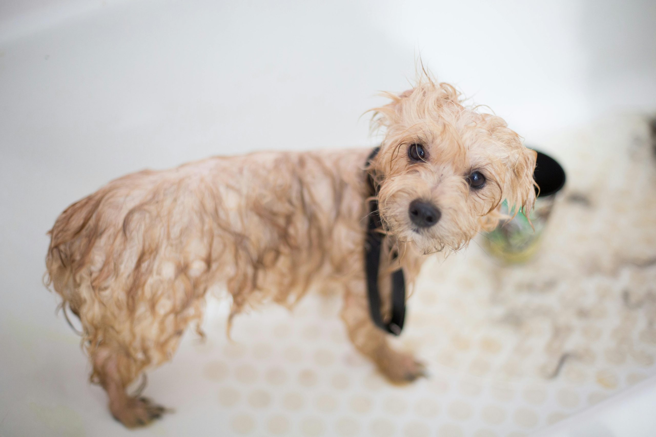 Mobile Dog Grooming for Clean, Calm, Happy Dogs