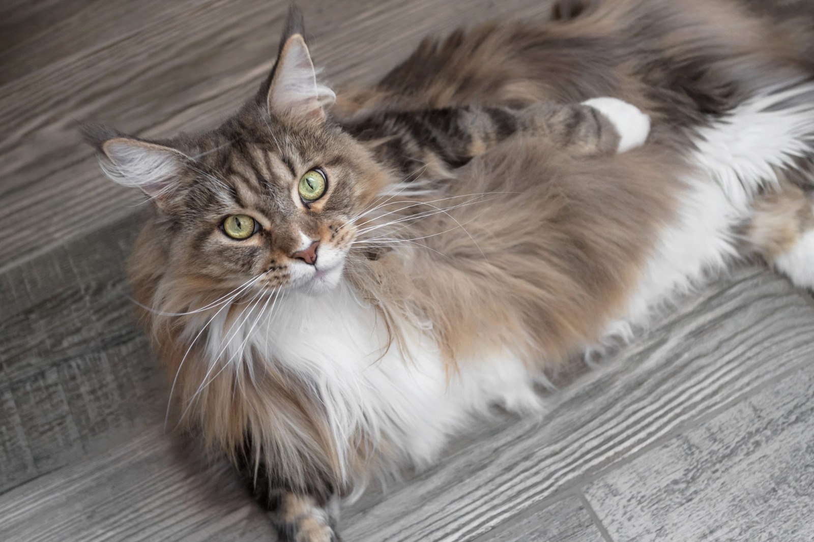 Maine Coon Kittens for Sale Oakland – 6 Trusted Breeders