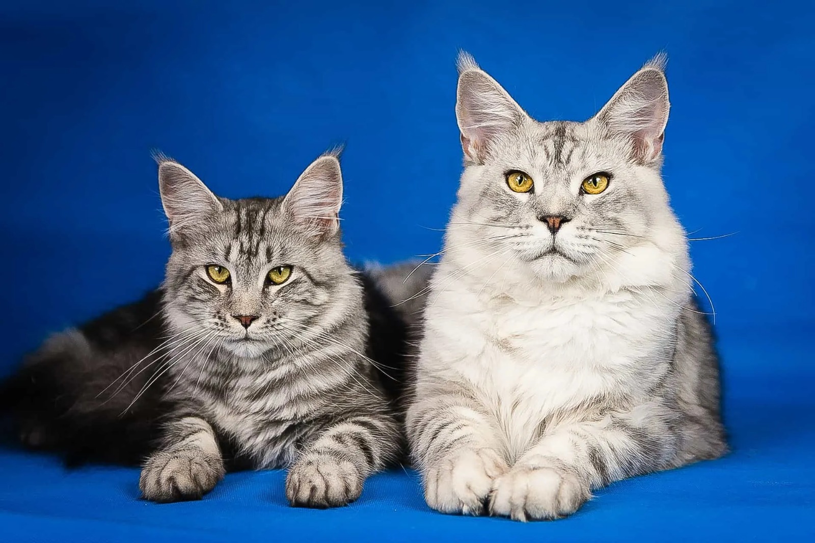 Maine Coon Cats for Sale Near Me – 7 Irresistible Picks