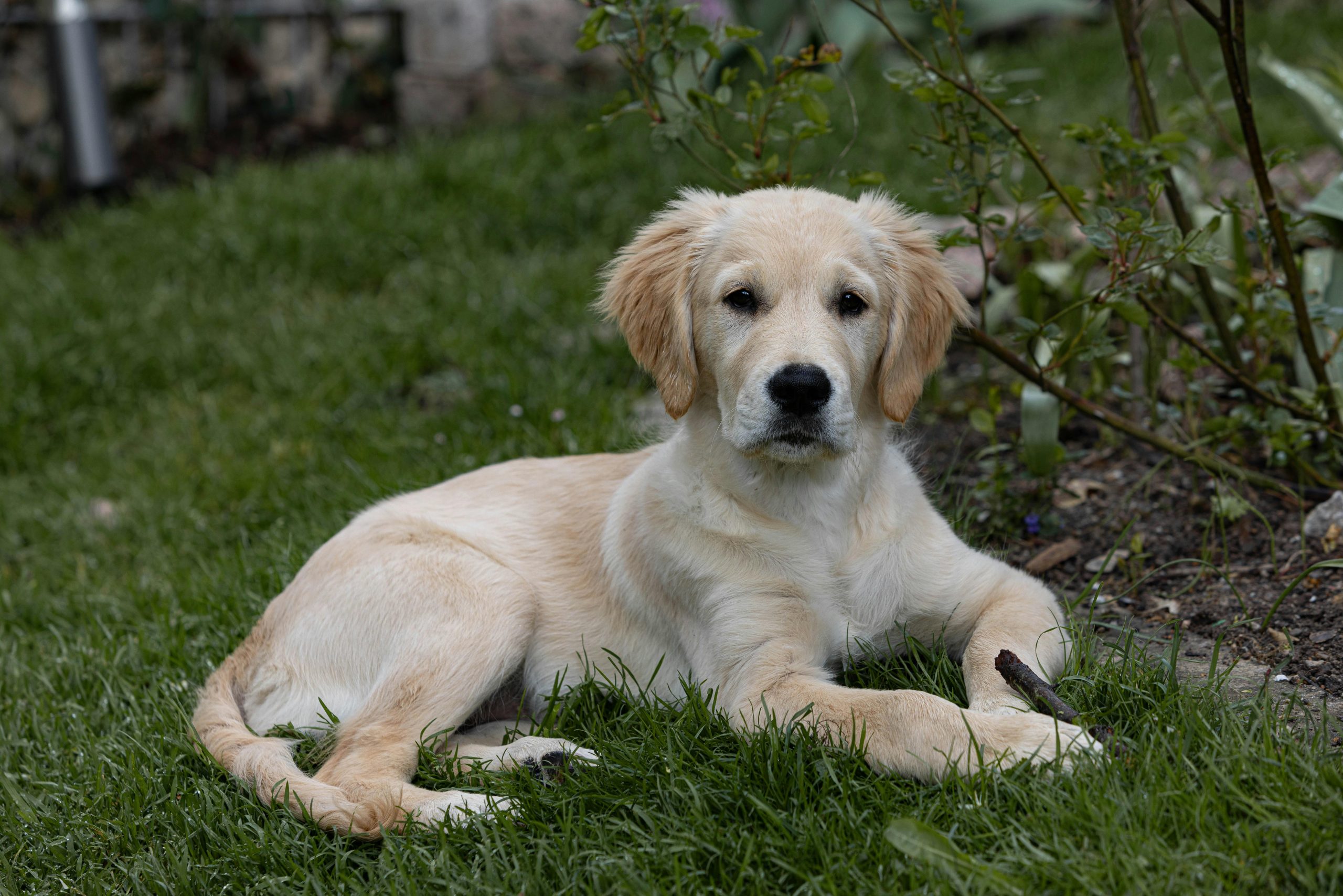 Poop Scooper Services for a Cleaner, Healthier Backyard