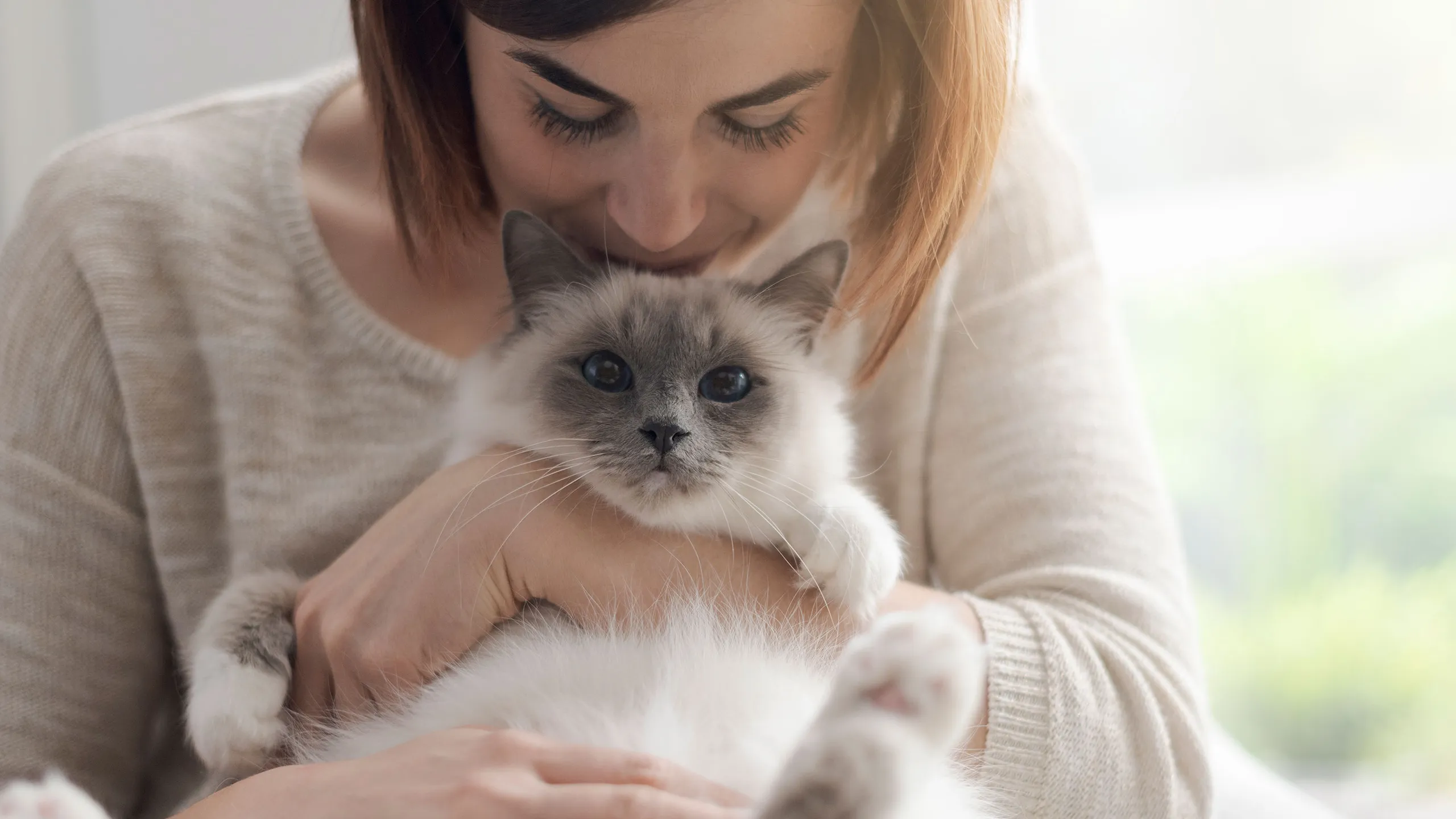 Maine Coon Cats for Sale Sacramento Beautiful, Friendly Cat