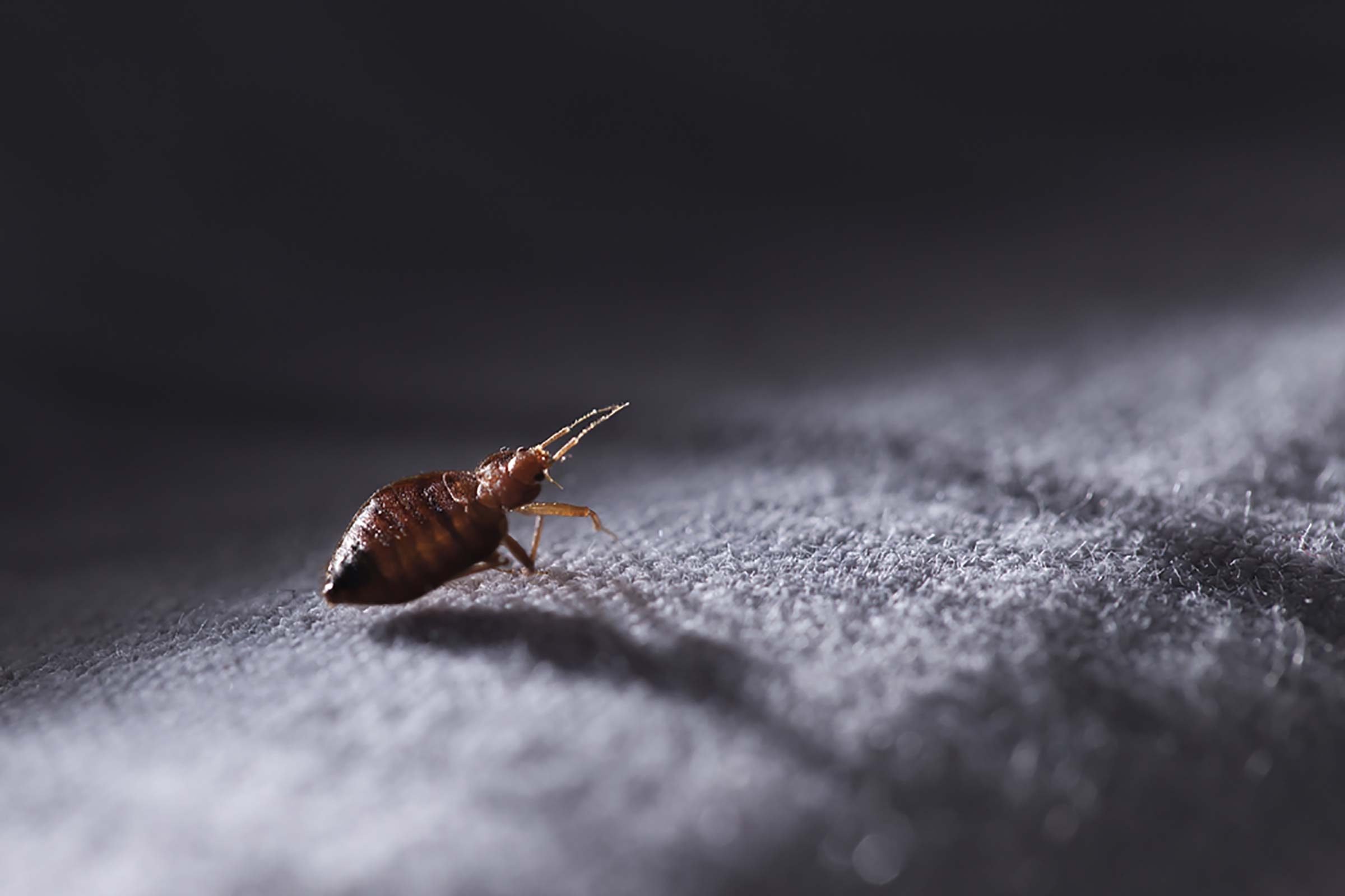 Affordable Bed Bug Treatment That Works the First Time