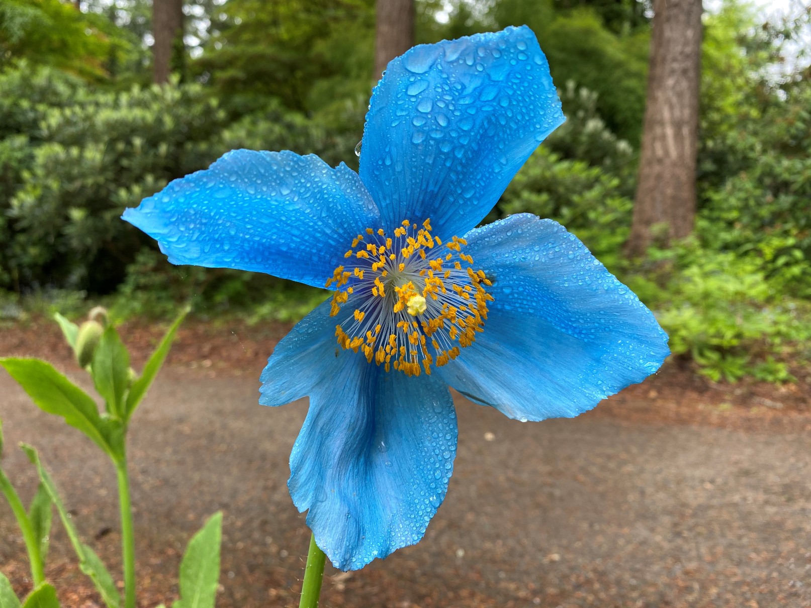Blue Poppy Seeds 12 Magical Secrets for Perfect Recipes