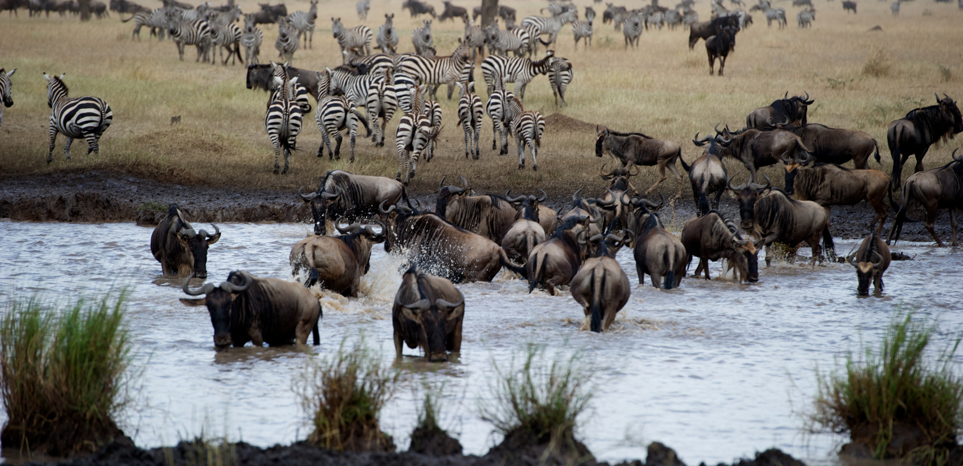 5 Epic Tanzania Safari Adventures for Nature Lovers