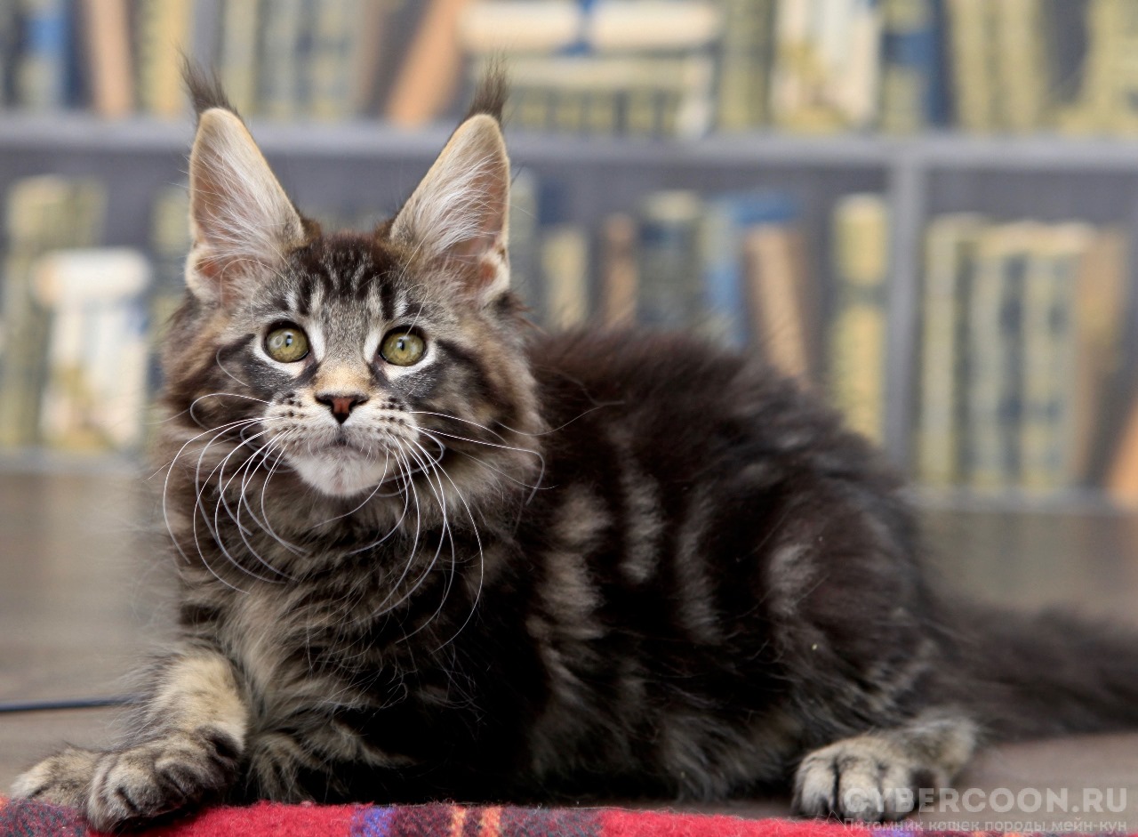 Maine Coon cats for sale