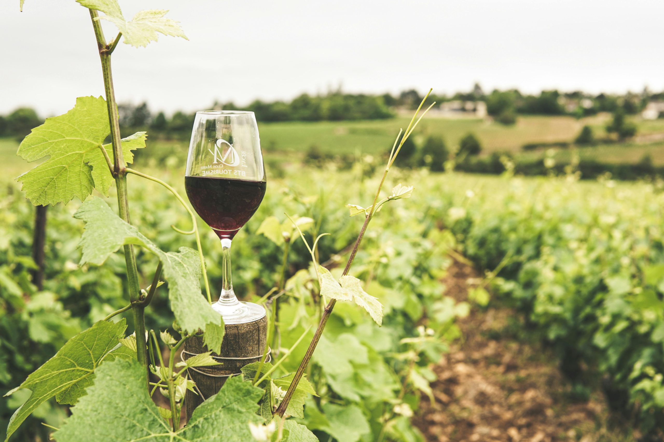 Winery Membership: 4 Ways to Elevate Your Tasting